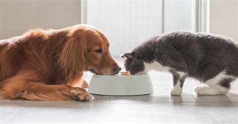 飼養動物